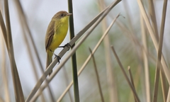 Pseudocolopteryx flaviventris