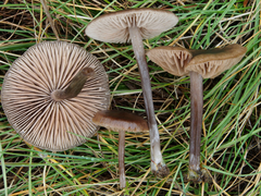 Nolanea edulis concentrica