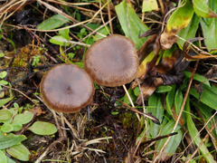 Nolanea edulis concentrica