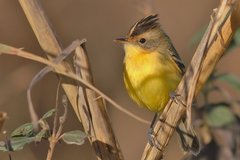 Pseudocolopteryx sclateri