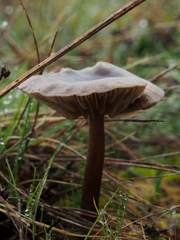 Nolanea edulis concentrica