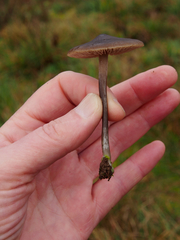 Nolanea edulis concentrica