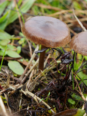 Nolanea edulis concentrica