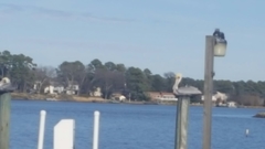 Pelecanus occidentalis