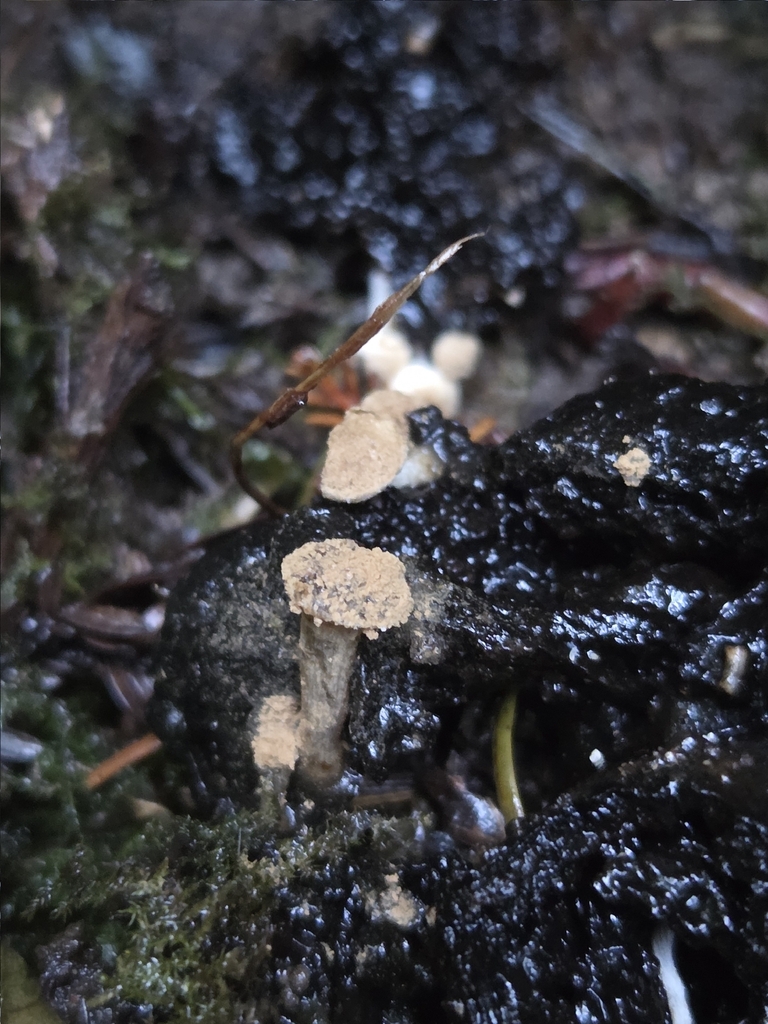 Asterophora lycoperdoides · November 2025 · photo: © mandymushii (iNaturalist, cc-by)