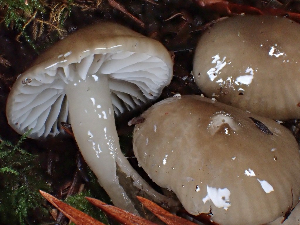 Gliophorus calunus
