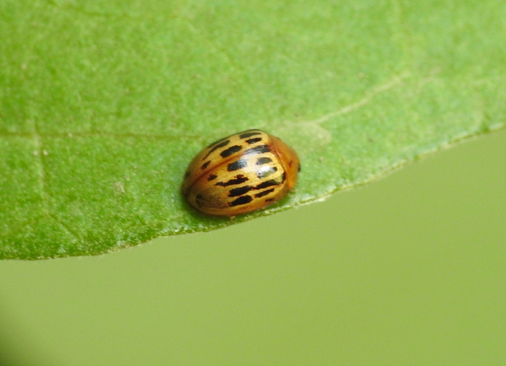 Planagetes