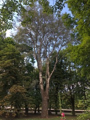 Populus