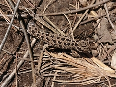 Pachydactylus maculatus