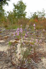 Dicerandra linearifolia robustior
