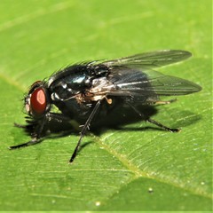 Eudasyphora