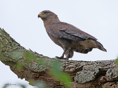 Circaetus cinerascens