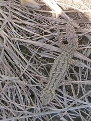 Pachydactylus maculatus