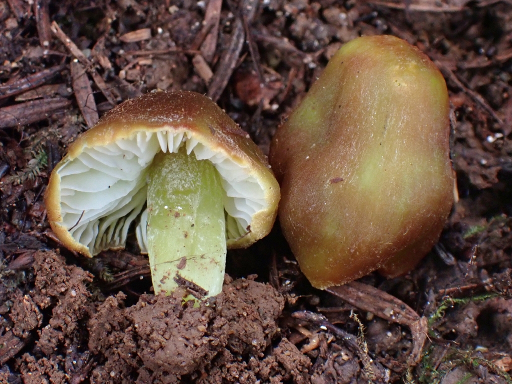 Hygrocybe virescens