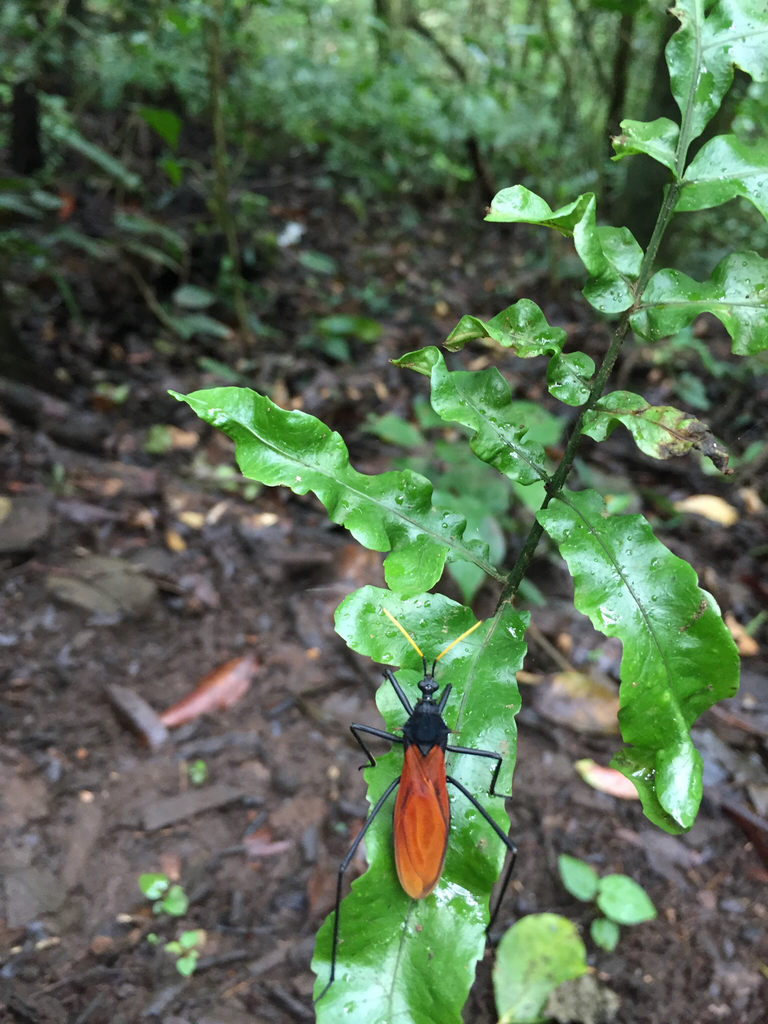 Zelurus spinidorsis
