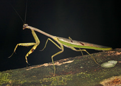 Stagmatoptera supplicaria