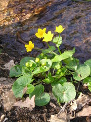 Caltha palustris
