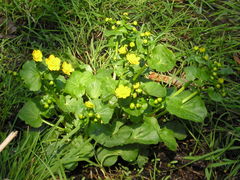 Caltha palustris