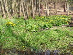 Caltha palustris