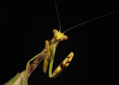 Stagmatoptera supplicaria