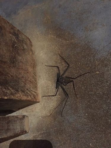 Amblypygi