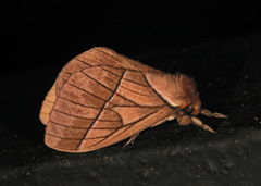 Pseudodirphia agis