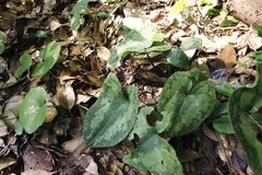 Asarum nipponicum nipponicum