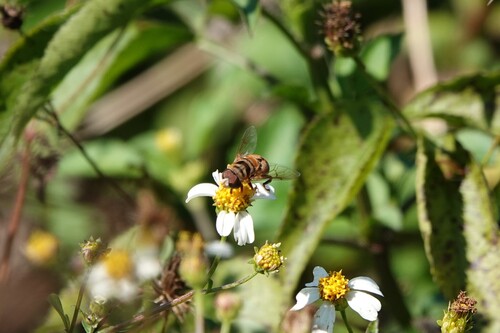 Unknown species found near Davie, FL, USA