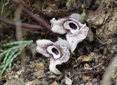 Asarum nipponicum nipponicum