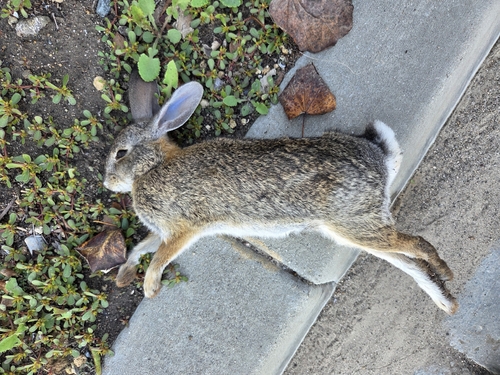 iNaturalist observation photo of Desert Cottontail