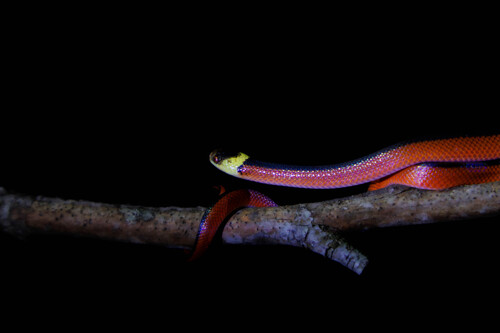 Mussurana montana