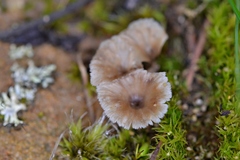 Cotylidia undulata