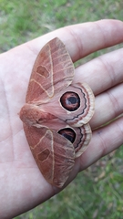 Leucanella viridescens