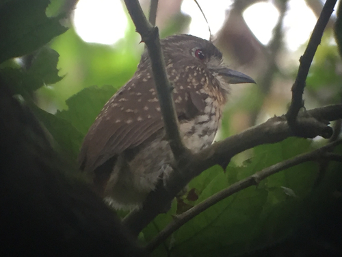 Malacoptila panamensis