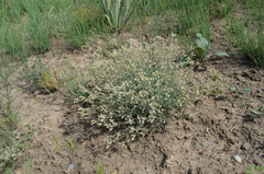 Silene brahuica