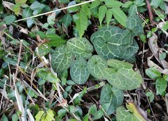 Asarum nipponicum nipponicum