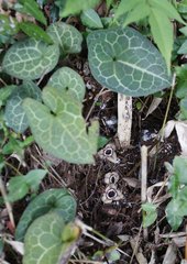 Asarum nipponicum nipponicum