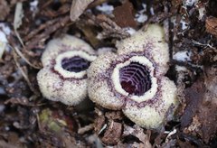 Asarum nipponicum nipponicum
