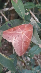 Leucanella viridescens
