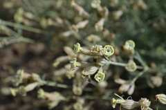 Silene brahuica