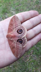 Leucanella viridescens