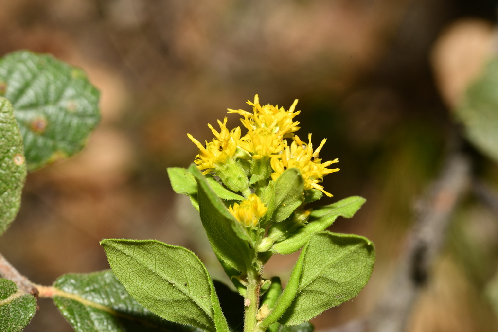 Solidago hintoniorum