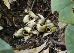 Asarum nipponicum nipponicum