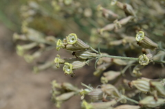 Silene brahuica