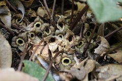 Asarum nipponicum nipponicum