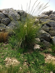Festuca hieronymi