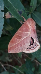 Leucanella viridescens