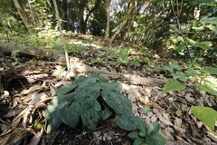 Asarum nipponicum nipponicum