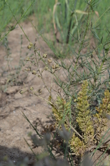 Biebersteinia multifida