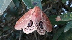 Leucanella viridescens